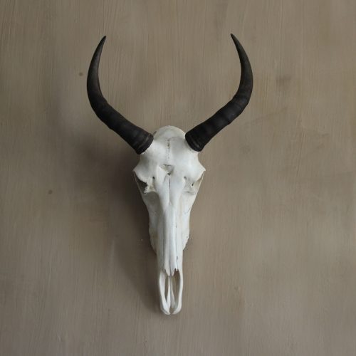 Tsessebe