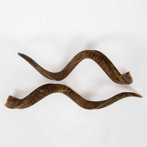 Horns