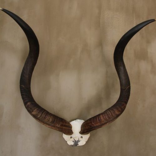 Kudu Skull Scrimshaw