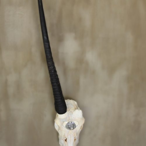 Oryx Skull Scrimshaw