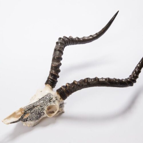 Impala Scrimshaw