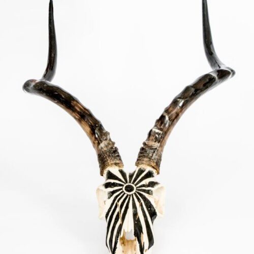 Impala Scrimshaw