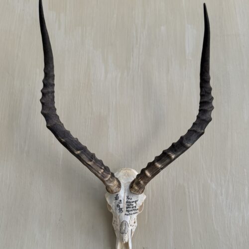 Impala Scrimshaw