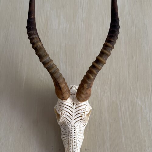 Blesbuck Carved Skull