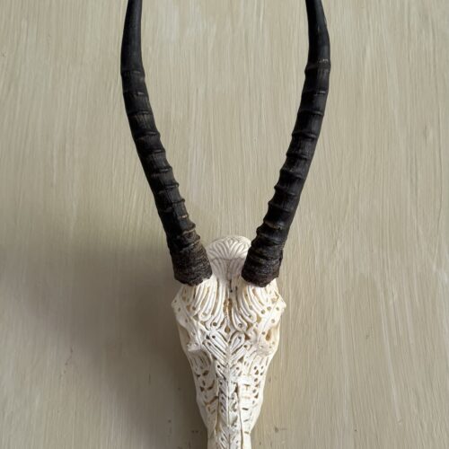 Blesbuck Carved Skull
