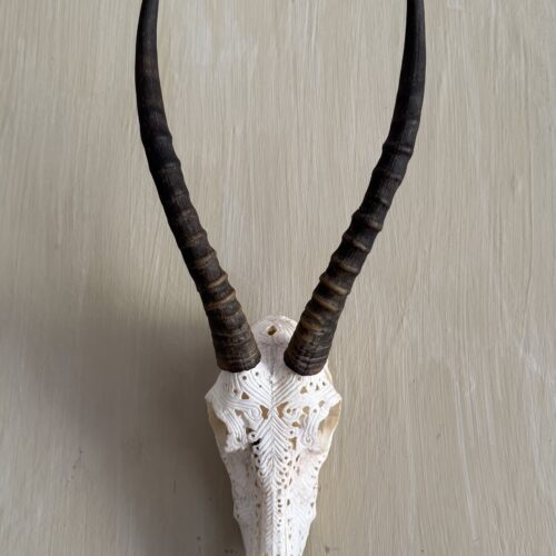 Blesbuck Carved Skull