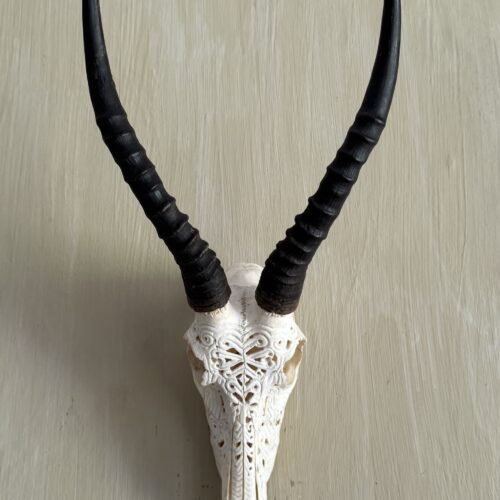 Blesbuck Carved Skull